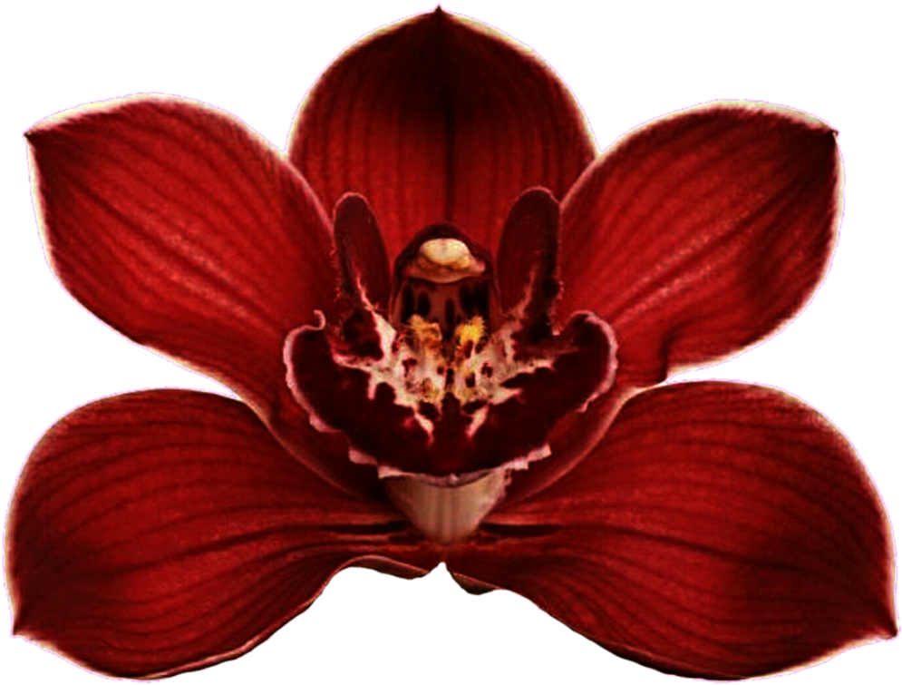 Clip Art Red Orchid Flower - Red Orchids Flowers Png, Transparent Png PNG with transparent background
