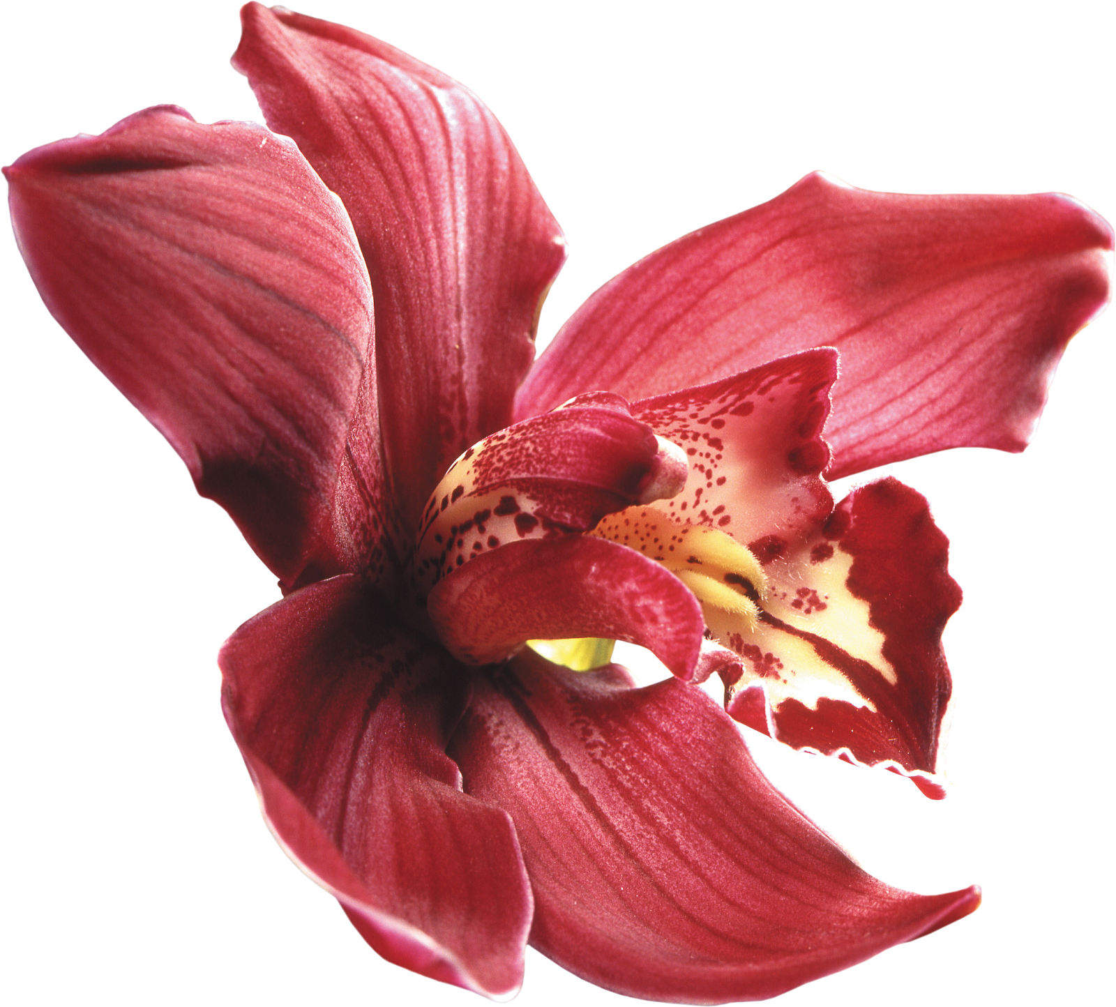 Red Orchid Isolated Background.png