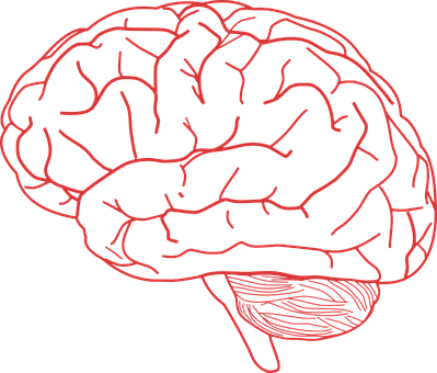Red Outline Brain Illustration PNG with transparent background