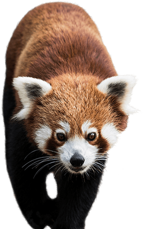 Red Panda Chengdu Research Base Of Giant Panda Breeding - Red Panda Png, Transparent Png PNG with transparent background
