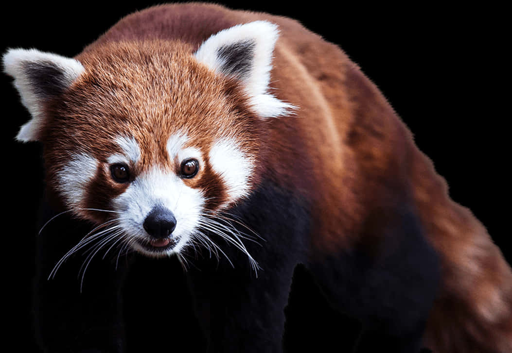 Red Panda Portrait Black Background.jpg