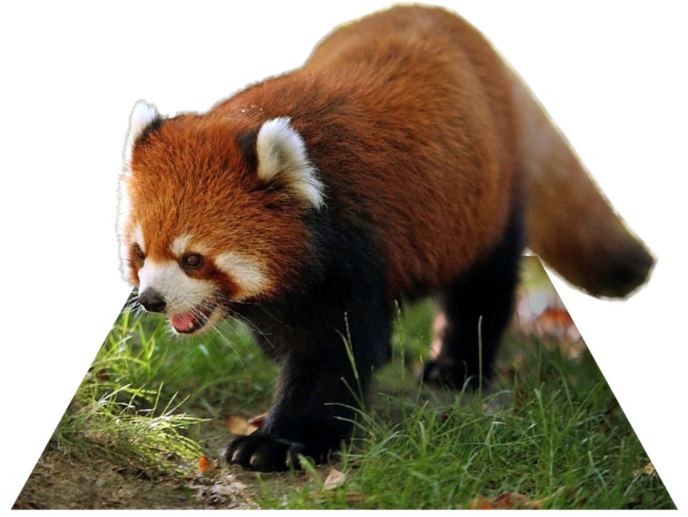 Red Panda Walking Grass