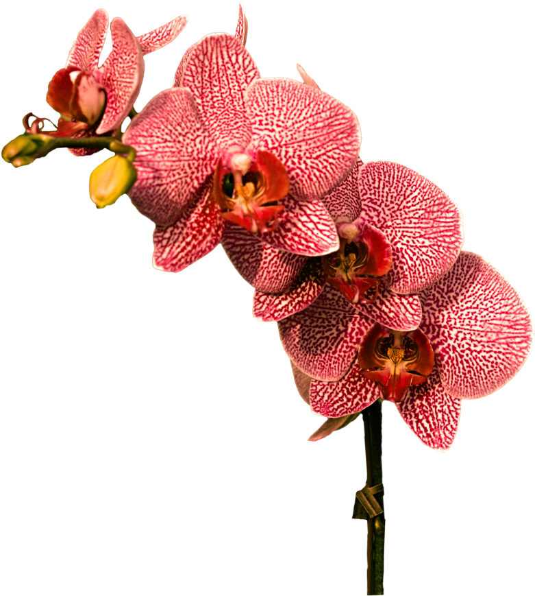 Orchid Png Image - Orchid Png, Transparent Png PNG with transparent background