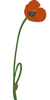 Red Poppy Flower Artwork PNG with transparent background