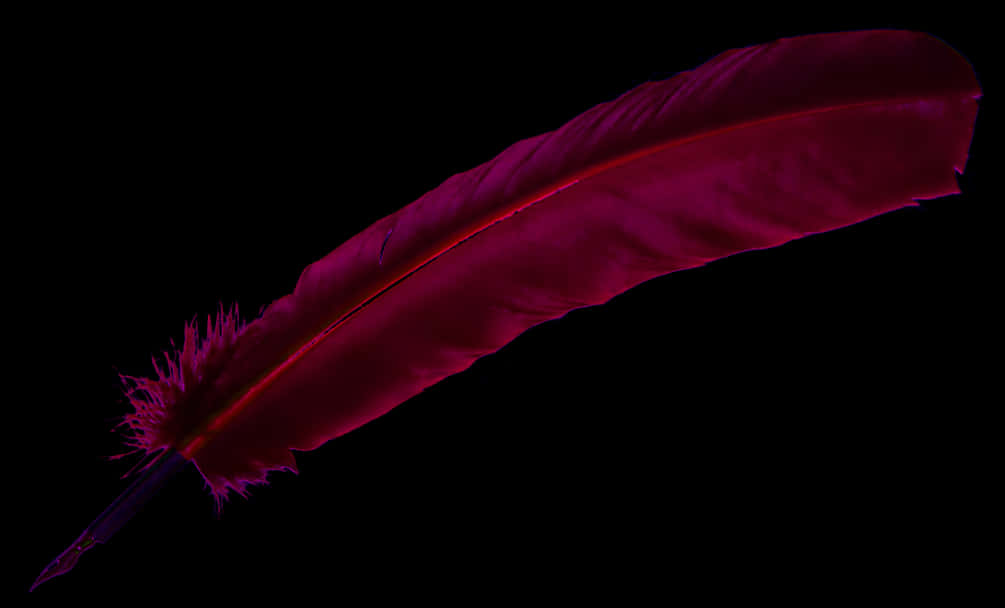 Red Quill Pen Black Background