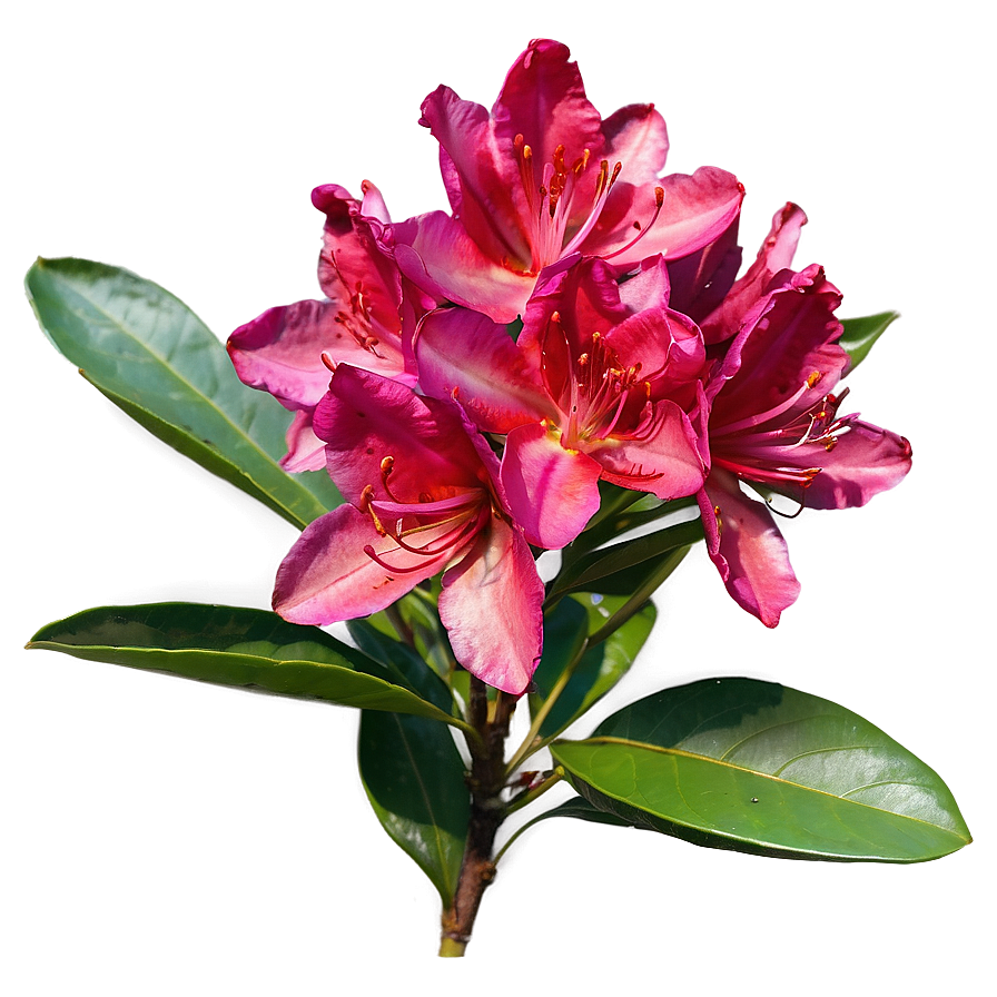 Red Rhododendron Png 06282024