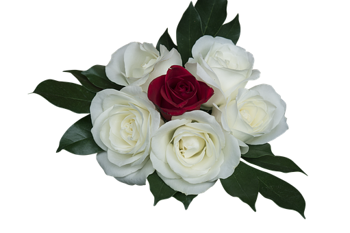 Red Rose Among White Roses PNG with transparent background