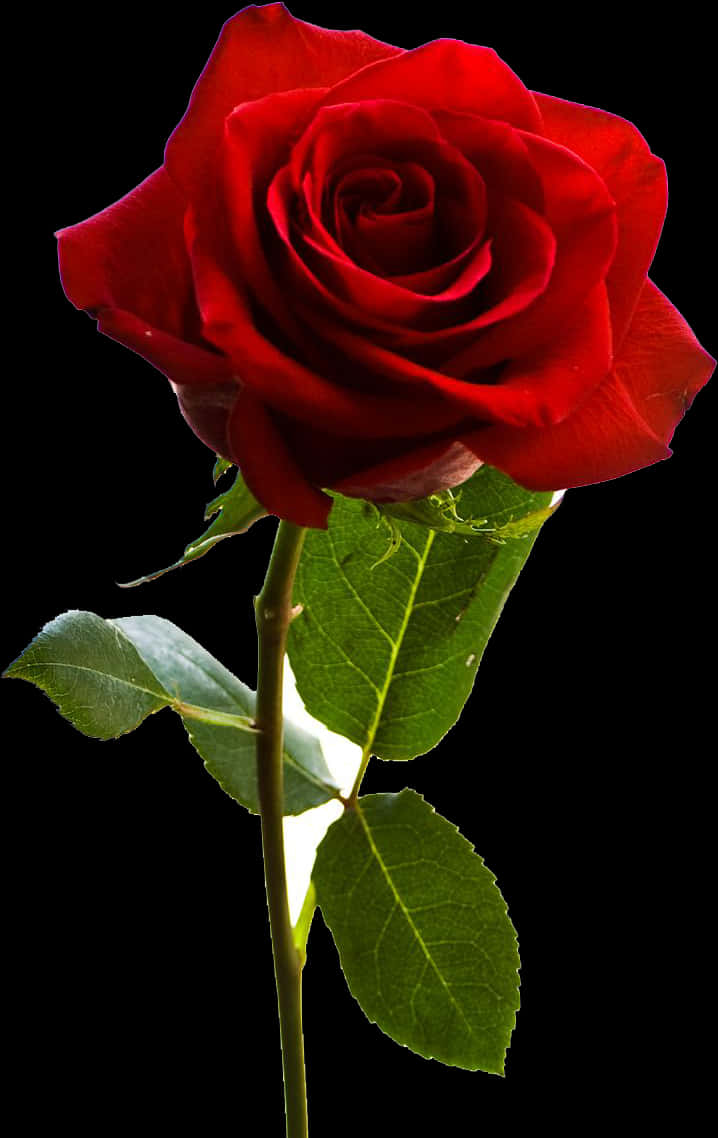 Red Rose Black Background PNG with transparent background