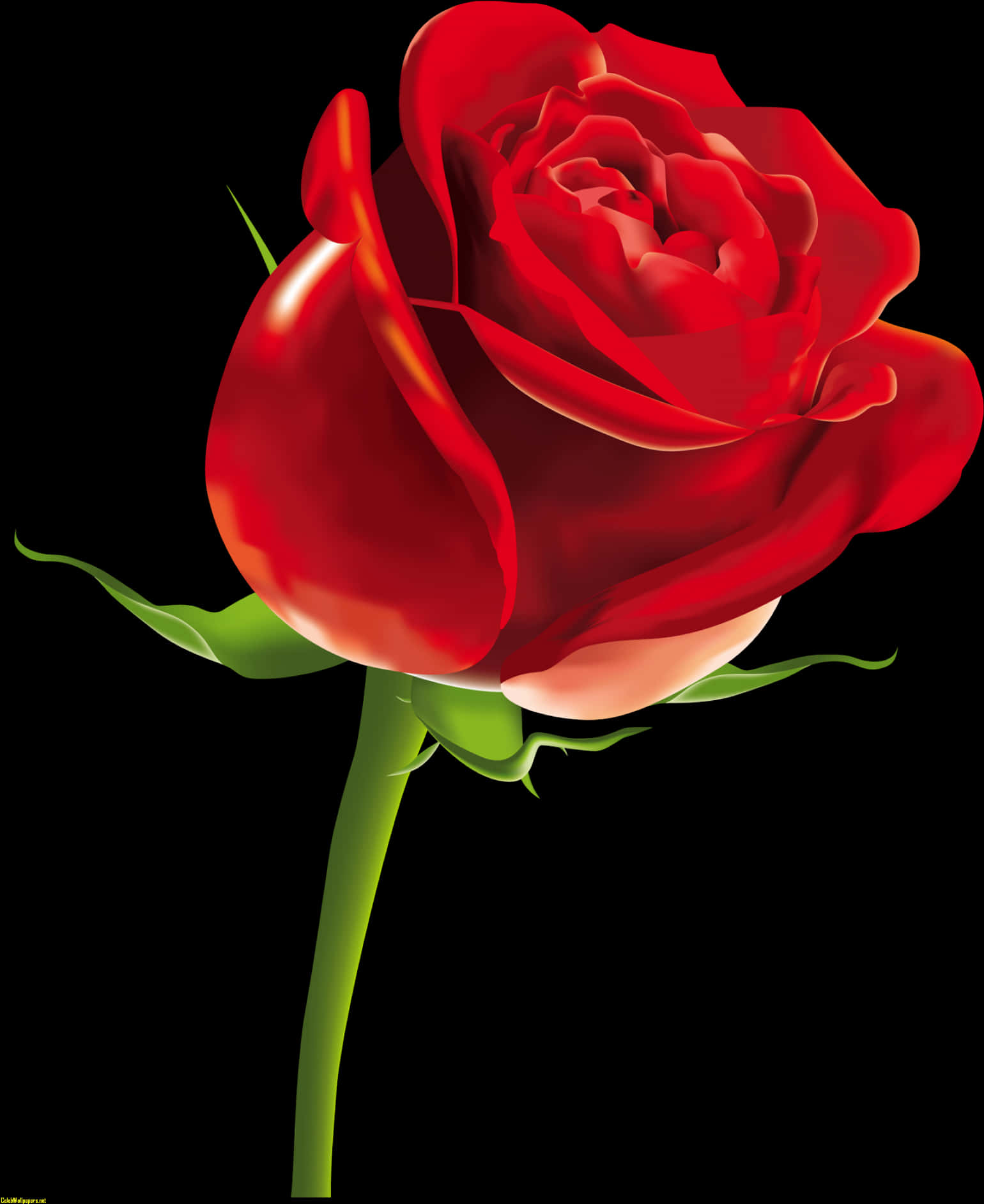 Red Rose Black Background