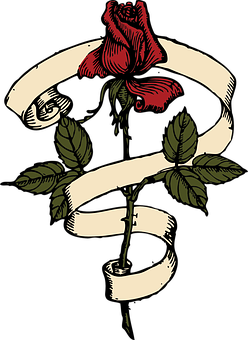 Red Rose Black Background Illustration