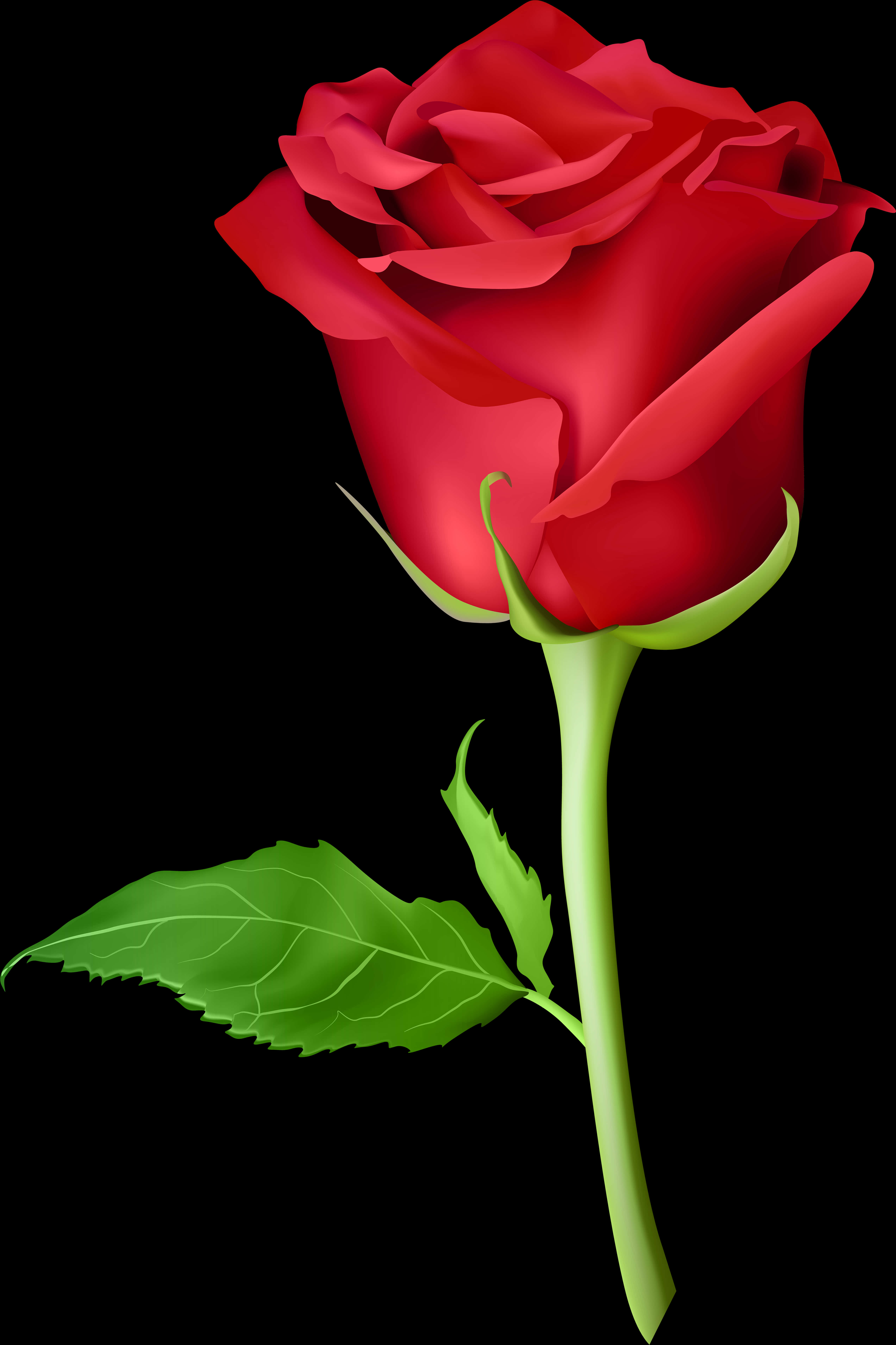 Red Rose Black Background