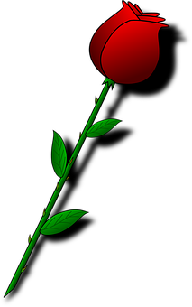 Red Rose Black Background