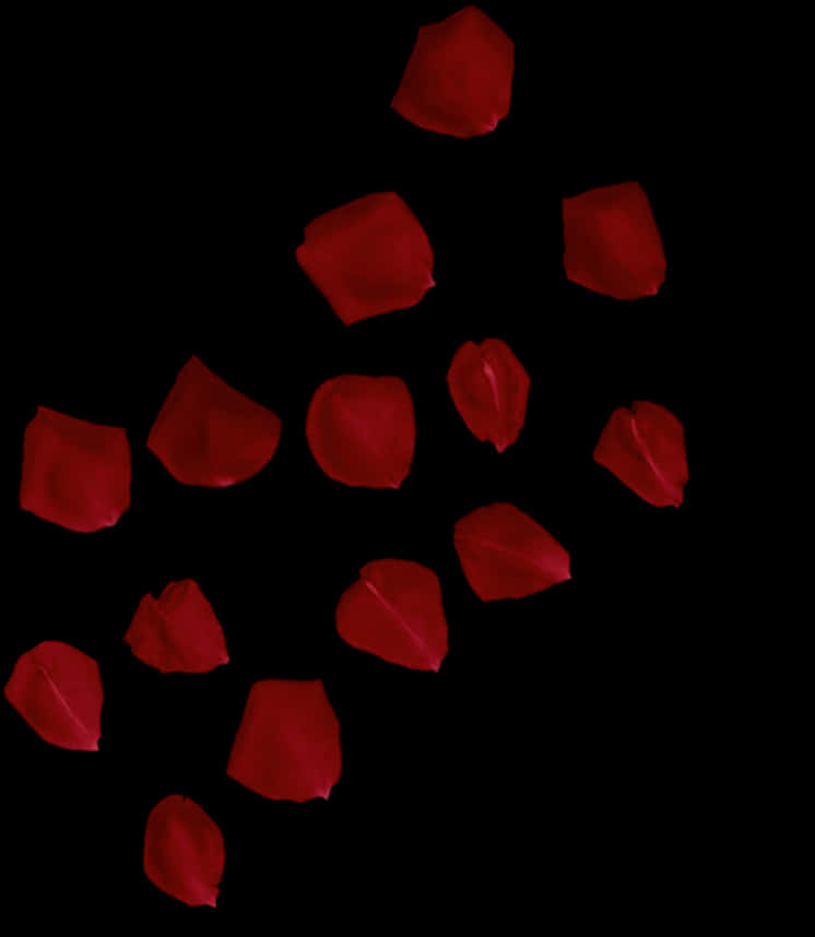 Red Rose Petals Black Background