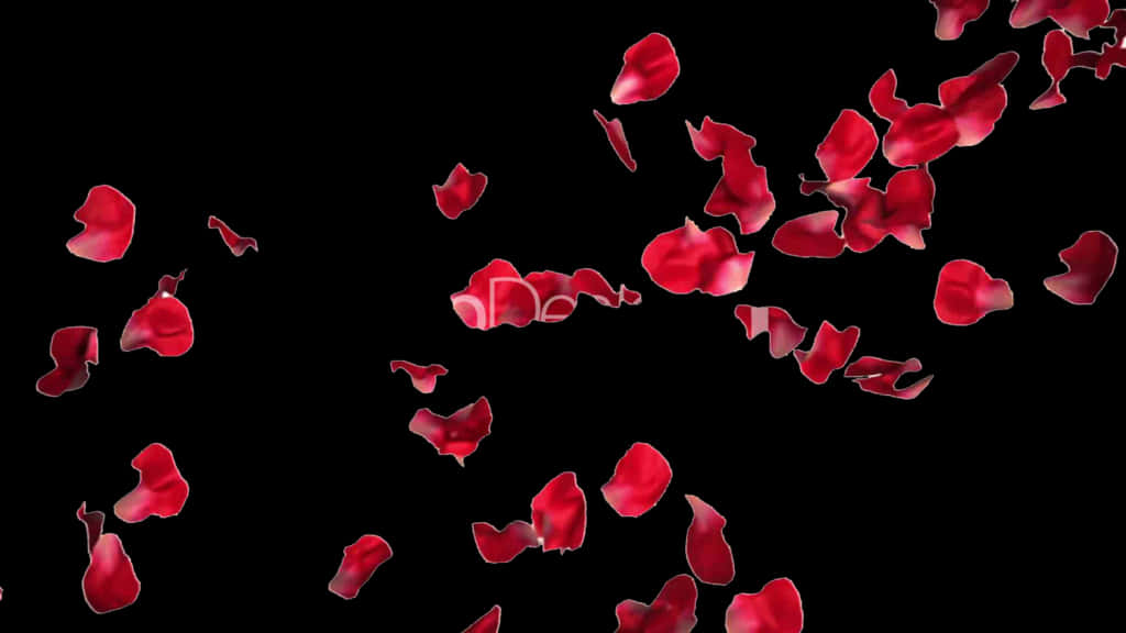 Red Rose Petals Falling Black Background