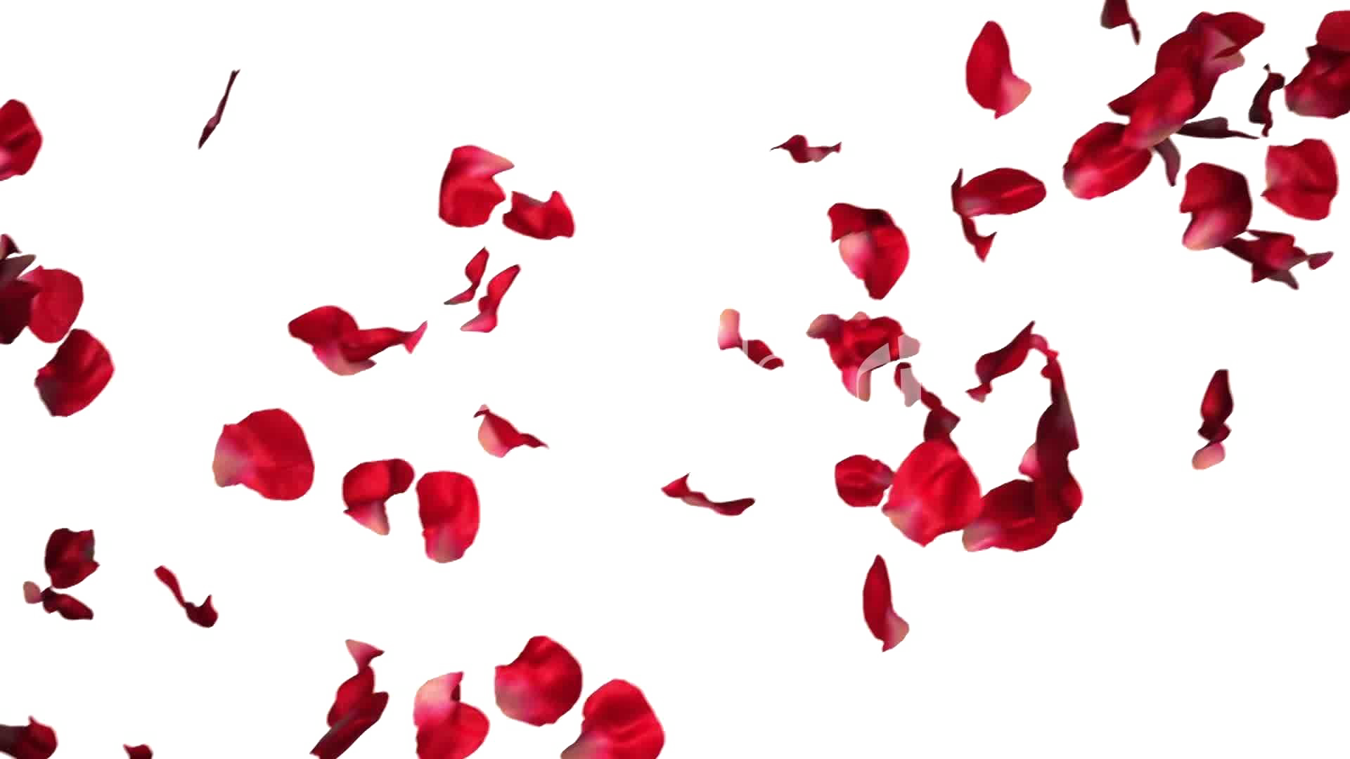 Red Rose Petals Falling