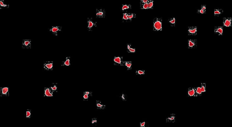 Red Rose Petals Fallingon Black Background