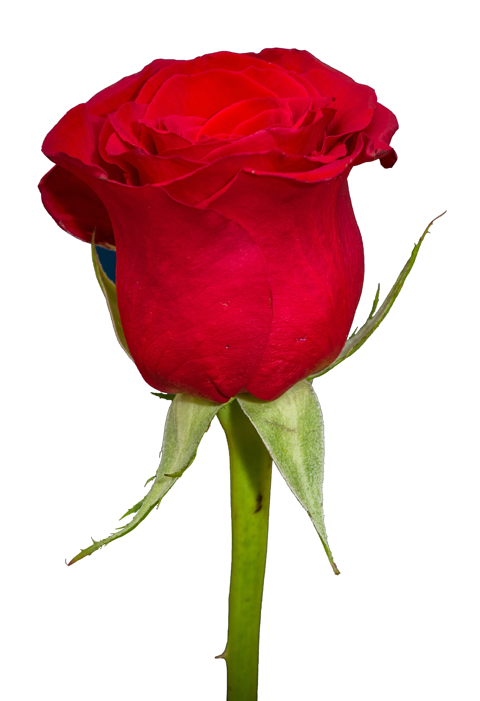 Red Rose Single Stem Portrait