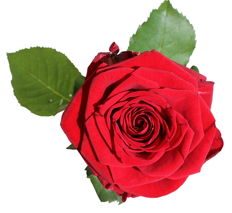 Red Rose Transparent Background