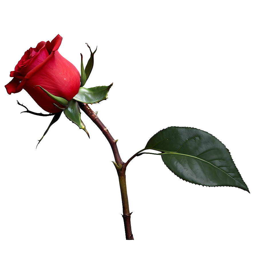 Red Rose With Leaves Png 05242024