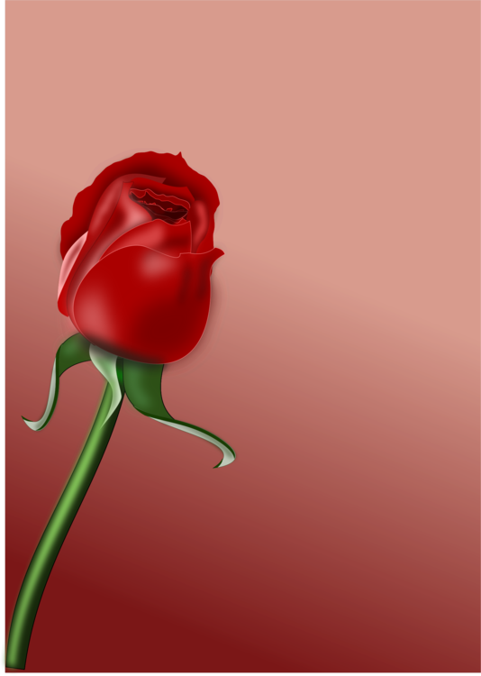 Red Roseon Pink Background