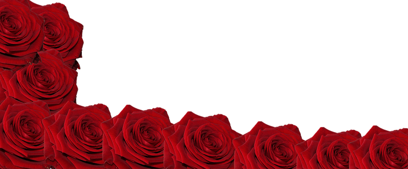 Red Roses Black Background PNG with transparent background