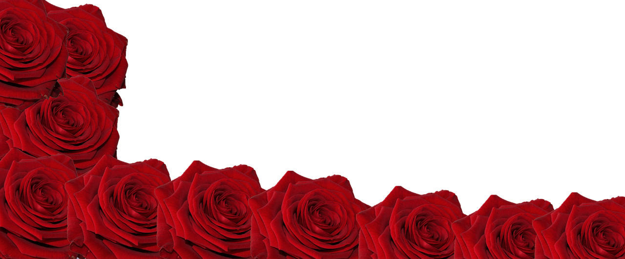 Red Roses Black Background