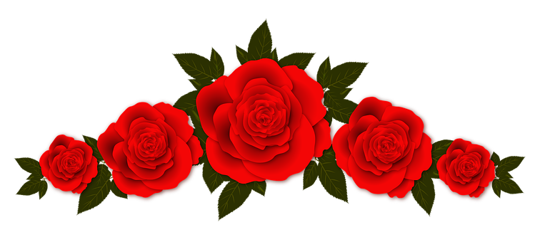 Red Roses Black Background PNG with transparent background