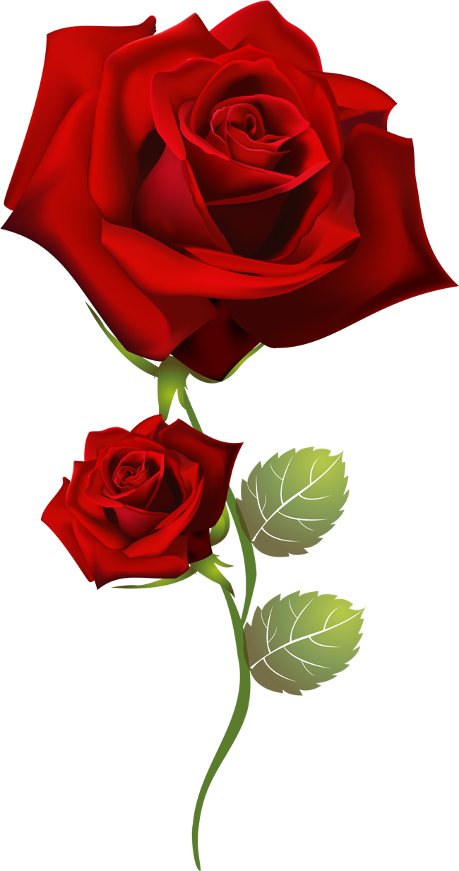 Rosas Png Para Photoshop - Rose Happy Tuesday Good Morning, Transparent Png PNG with transparent background