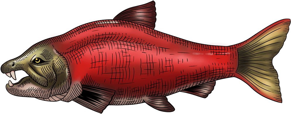 Red Salmon Illustration