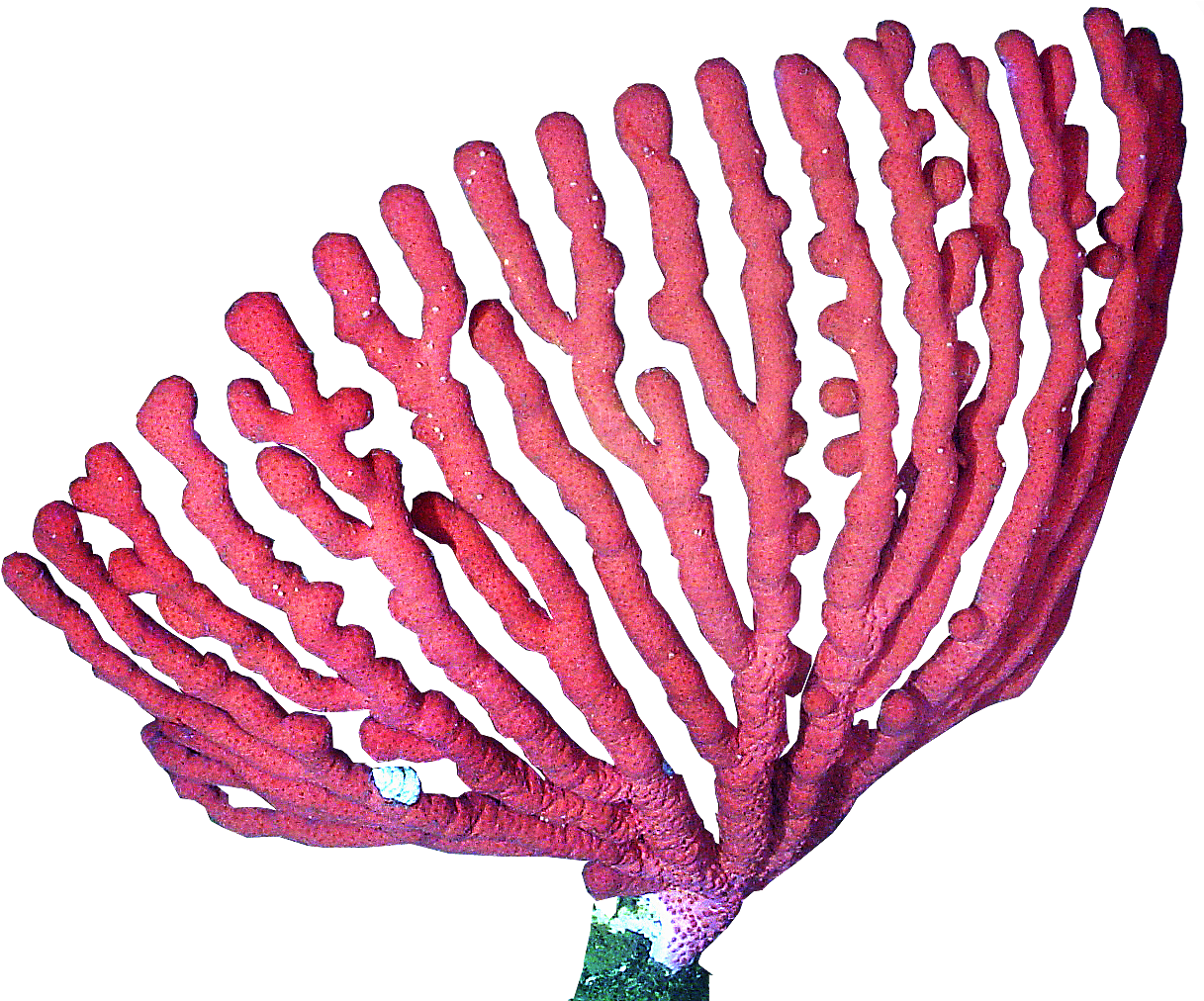 Clip Art Corais Png - Coral Png, Transparent Png PNG with transparent background