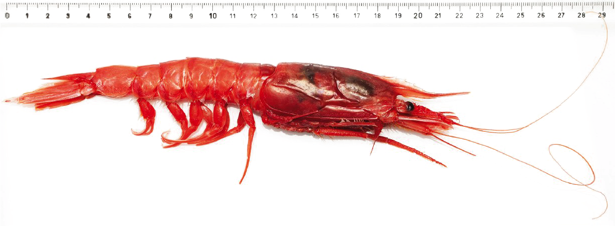 Red Shrimp Against Ruler