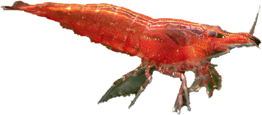 Cherry Shrimp Png Transparent Image - Caridean Shrimp, Png Download PNG image with a transparent background, free high-resolution download
