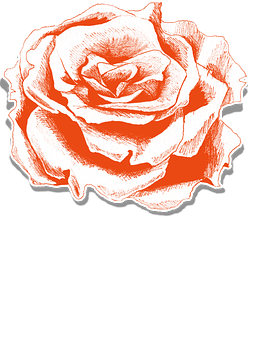 Red Sketch Rose Artwork PNG with transparent background