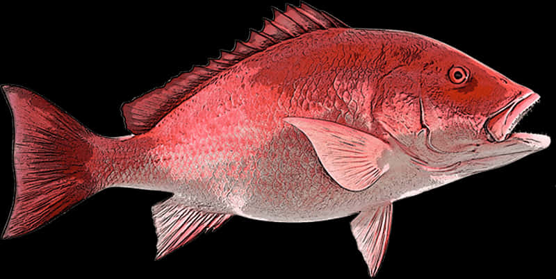 Red Snapper Fish Illustration