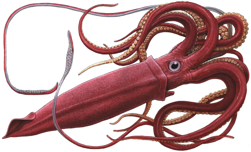Giant Squid White Background, HD Png Download PNG image with a transparent background, free high-resolution download