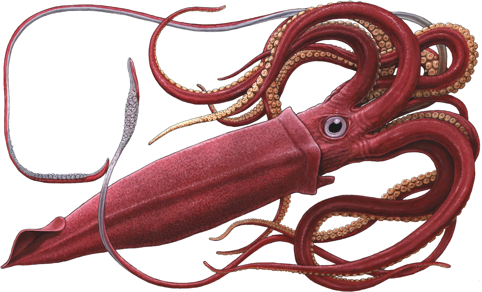 Squid Png - Png Squid, Transparent Png PNG image with a transparent background, free high-resolution download