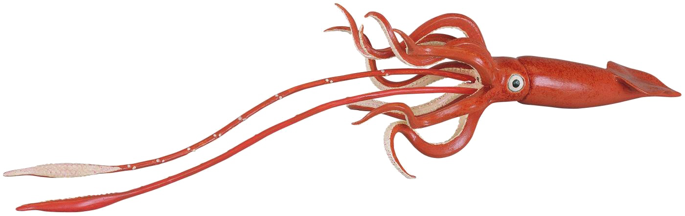 Squid Transparent Png - Giant Squid No Background, Png Download PNG image with a transparent background, free high-resolution download