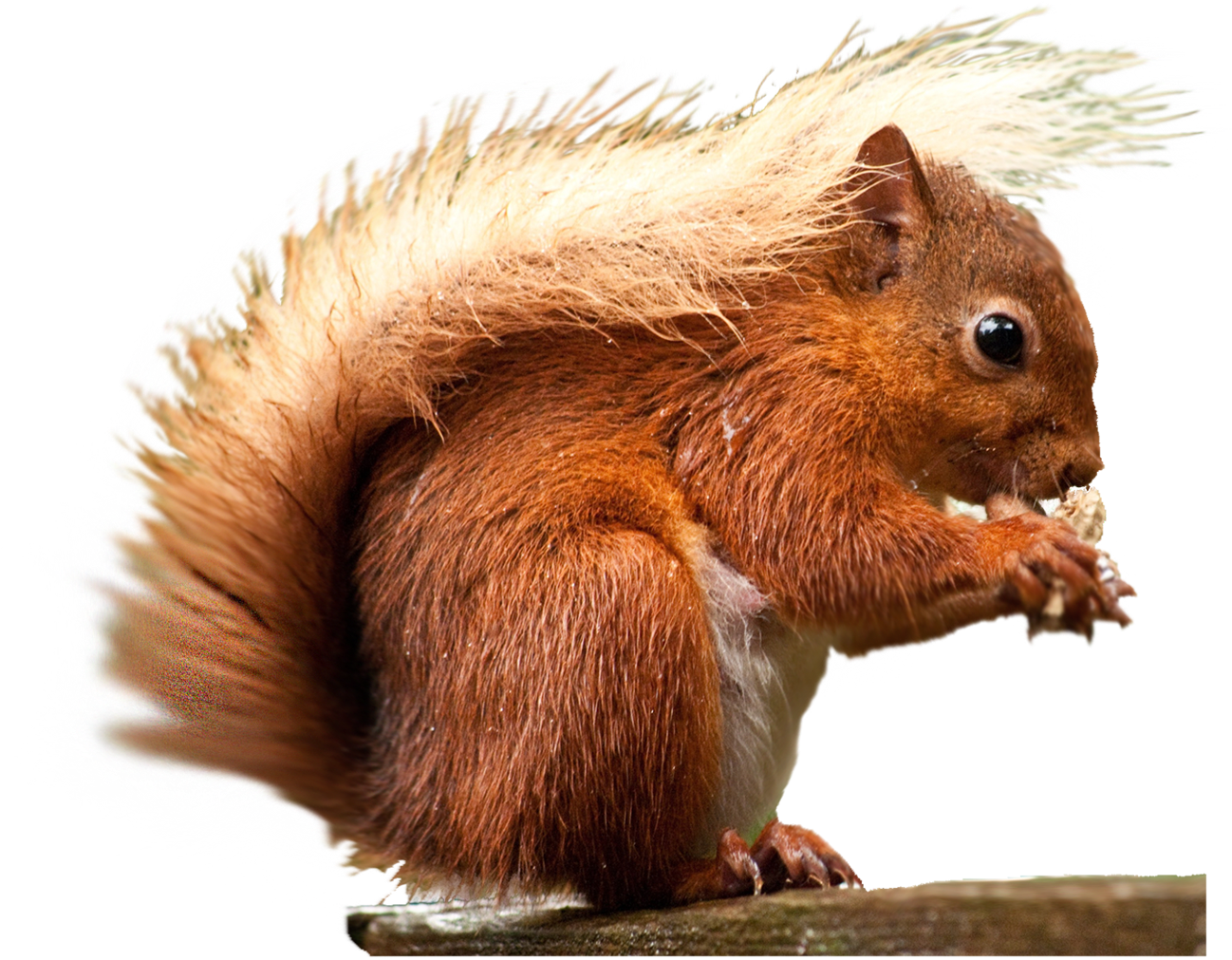Red Squirrel Eating Nut PNG with transparent background