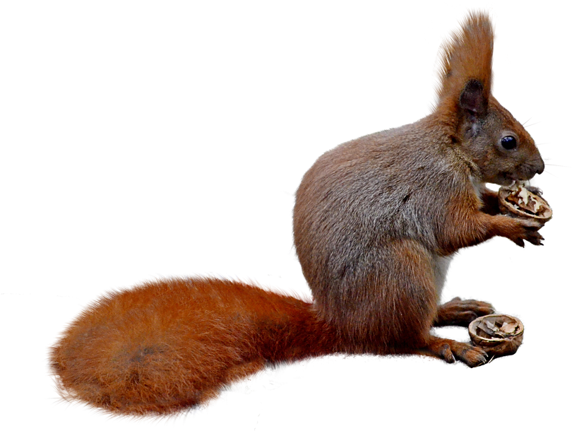 Red Squirrel Eating Nut PNG with transparent background