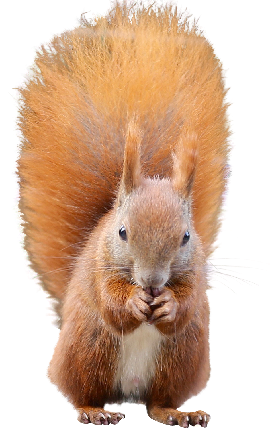 Red Squirrel Eating Nuts.png PNG with transparent background