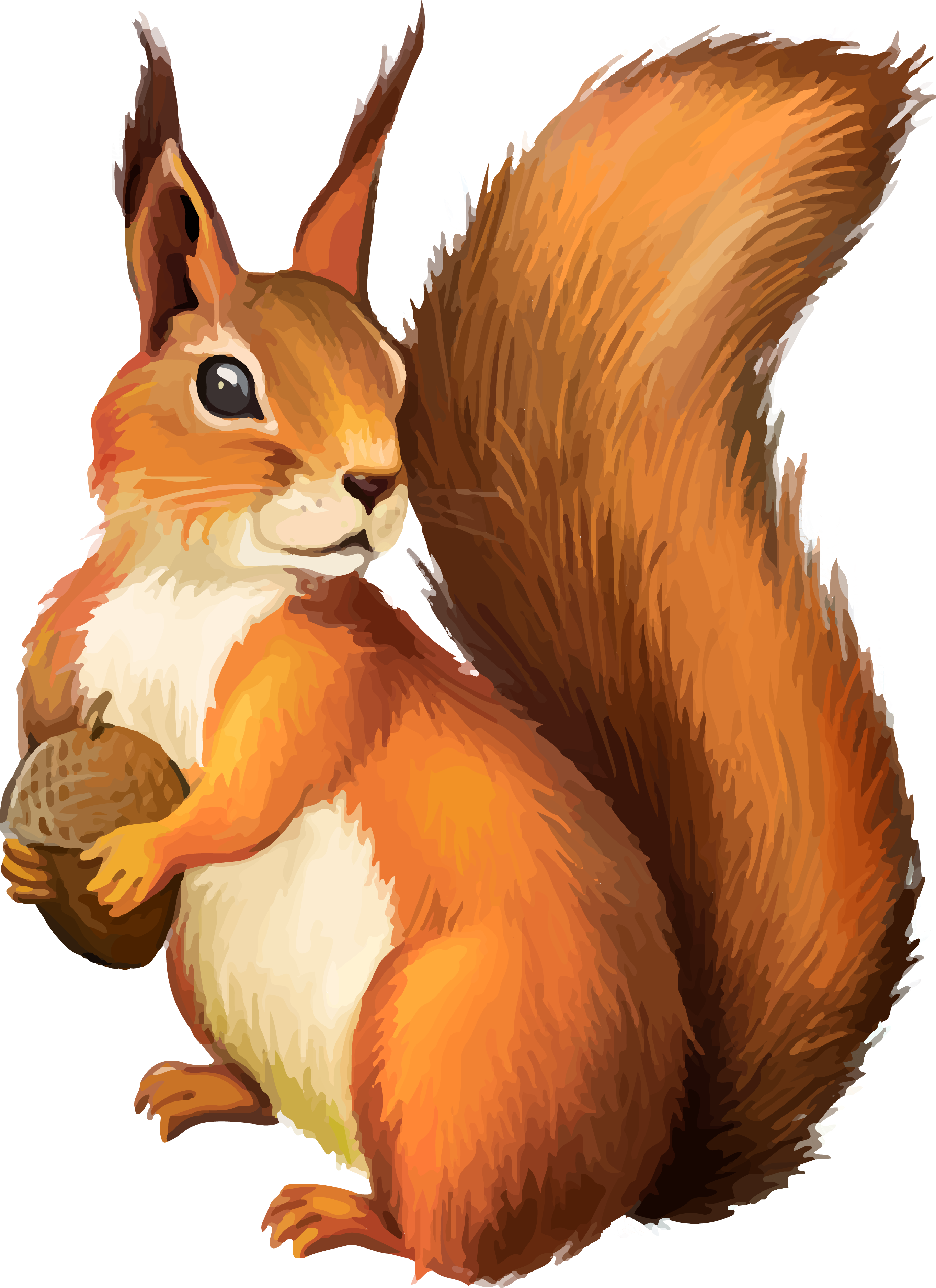 Red Squirrel Holding Nut Illustration PNG with transparent background