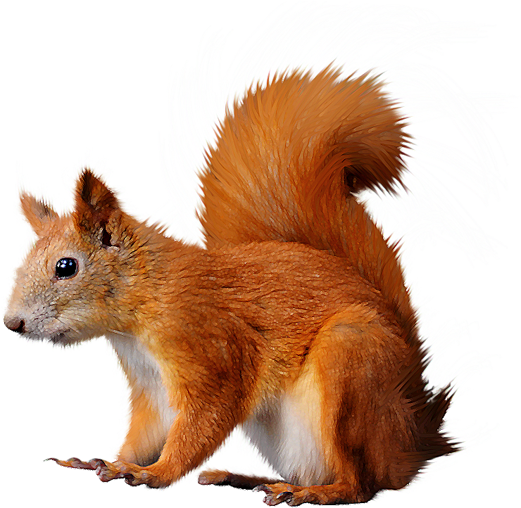 Red Squirrel Illustration.png PNG with transparent background