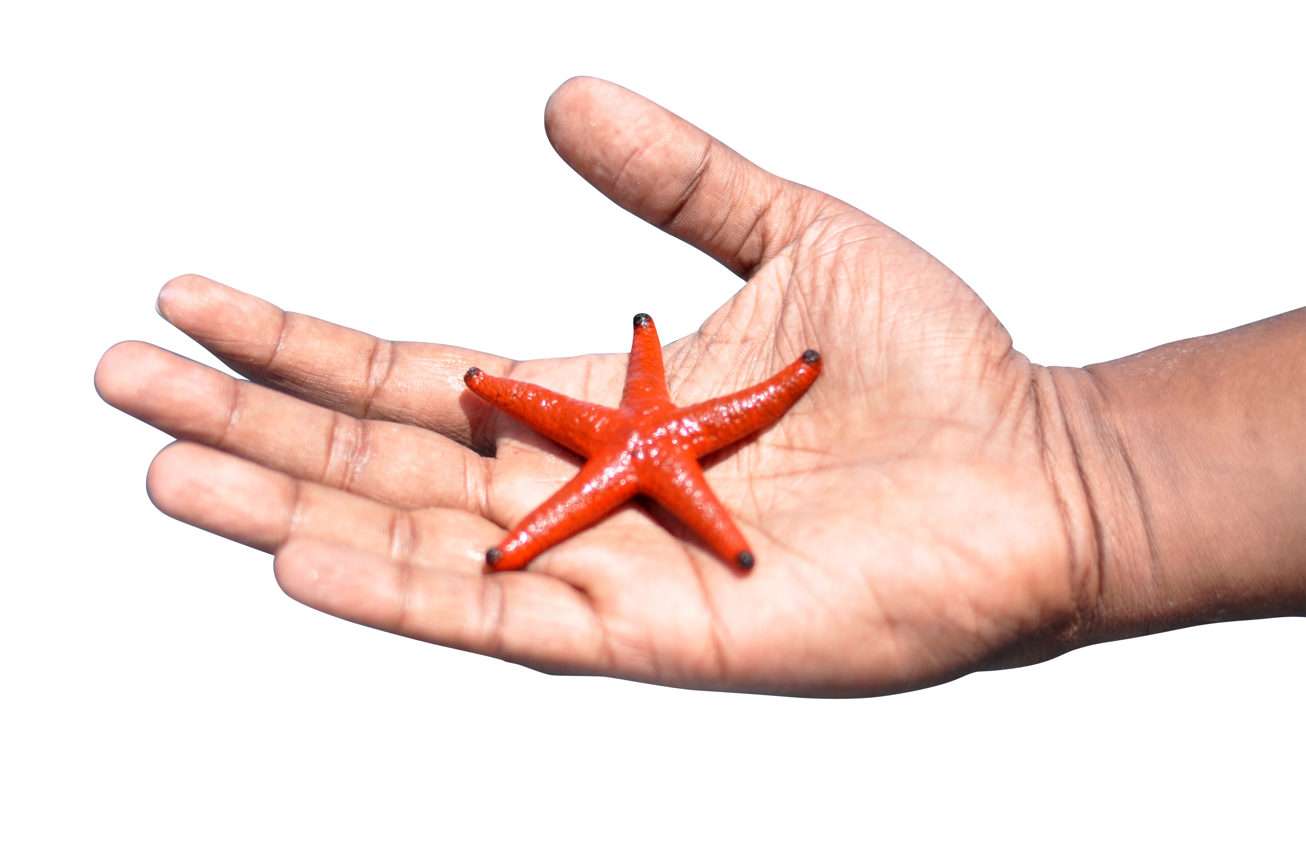 Red Starfishin Hand