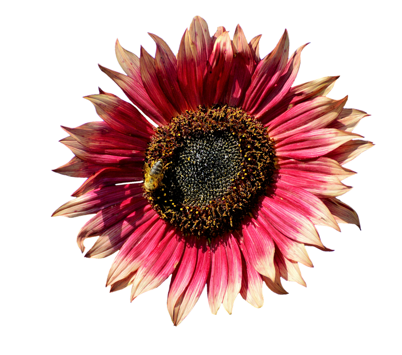 Red Sunflowerwith Bee.png