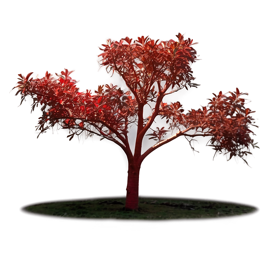 Red Tree In Golden Hour Png 76