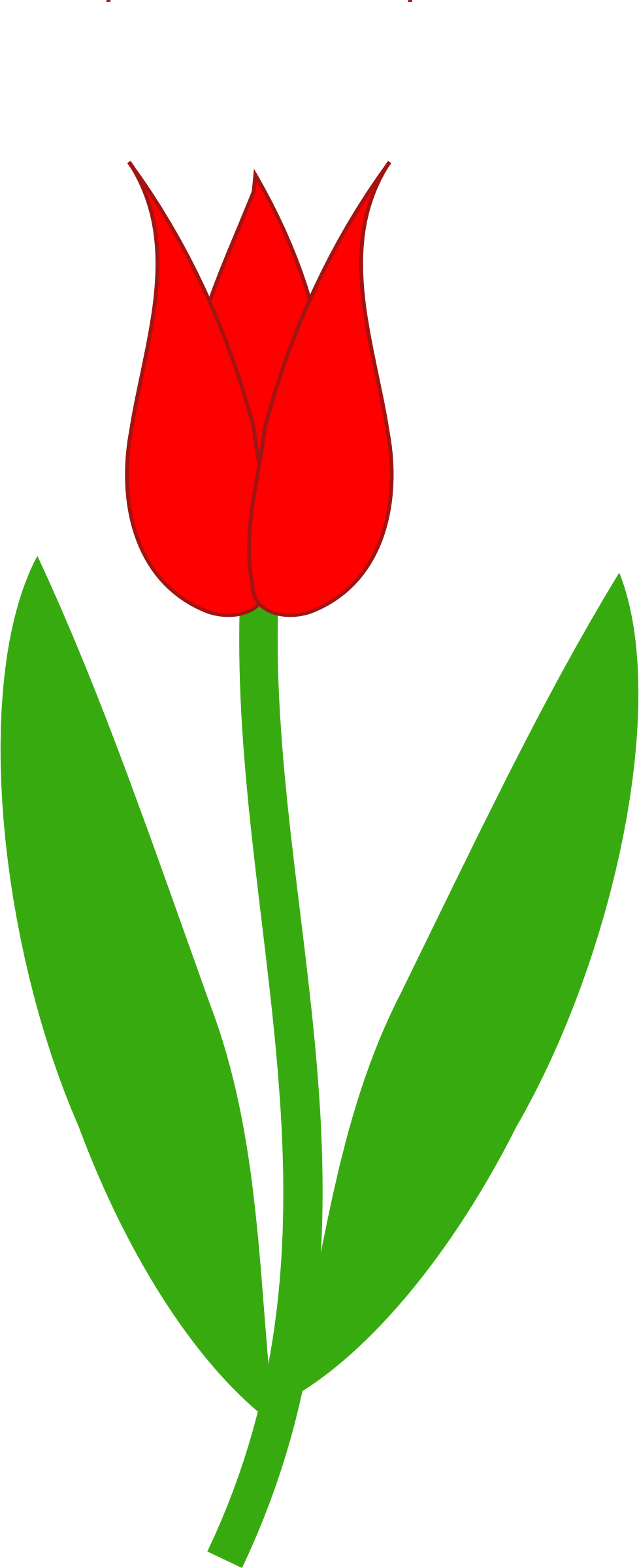 Red Tulip 555px - Tulip Flower Clipart, HD Png Download PNG with transparent background