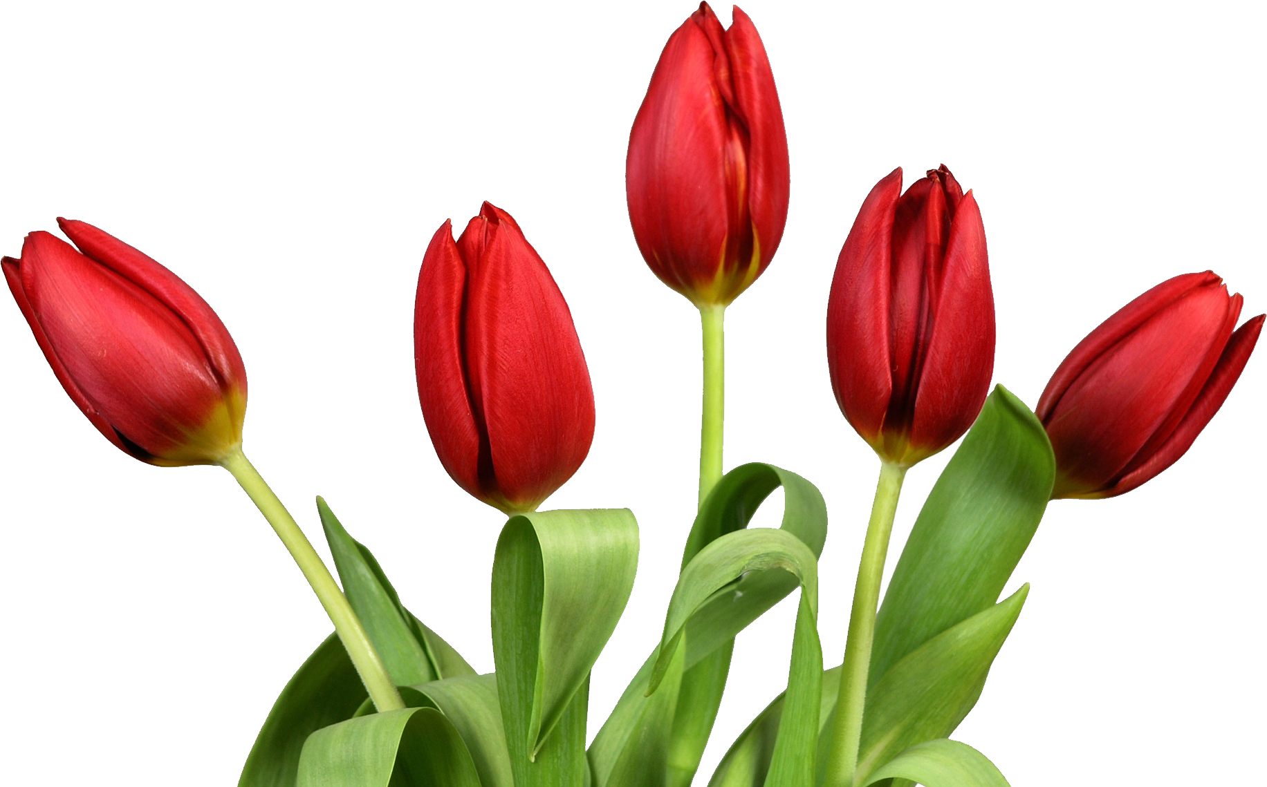 Red Tulips Against Grey Background