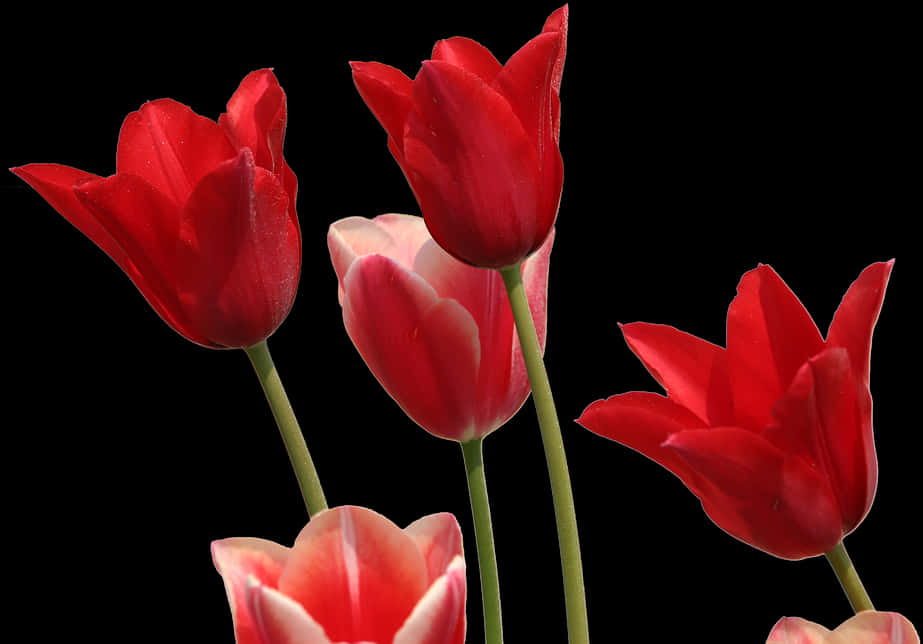 Tulips, Flowers, Garden, Nature, Red, Flora, Plant - Tulip Red Png, Transparent Png PNG with transparent background