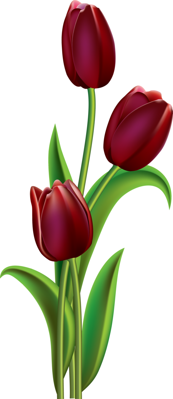Transparent Red Tulip Clipart - Easy Tulip Flower Painting, HD Png Download PNG with transparent background