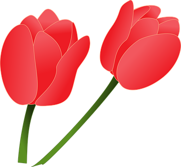 Red Tulips Vector Illustration PNG with transparent background